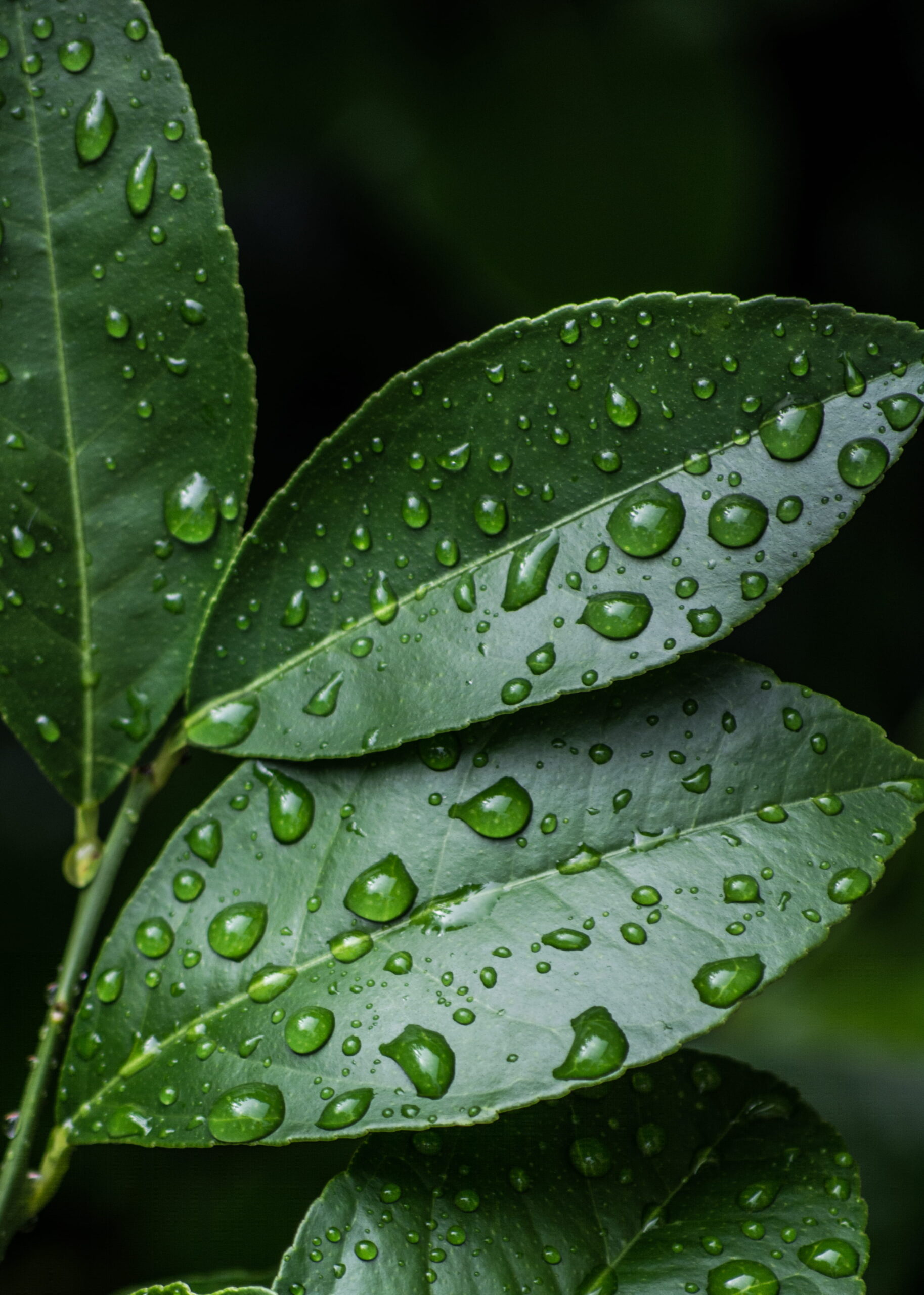 Home clean close up dew drop b0b914148150dba871dd382001830acf